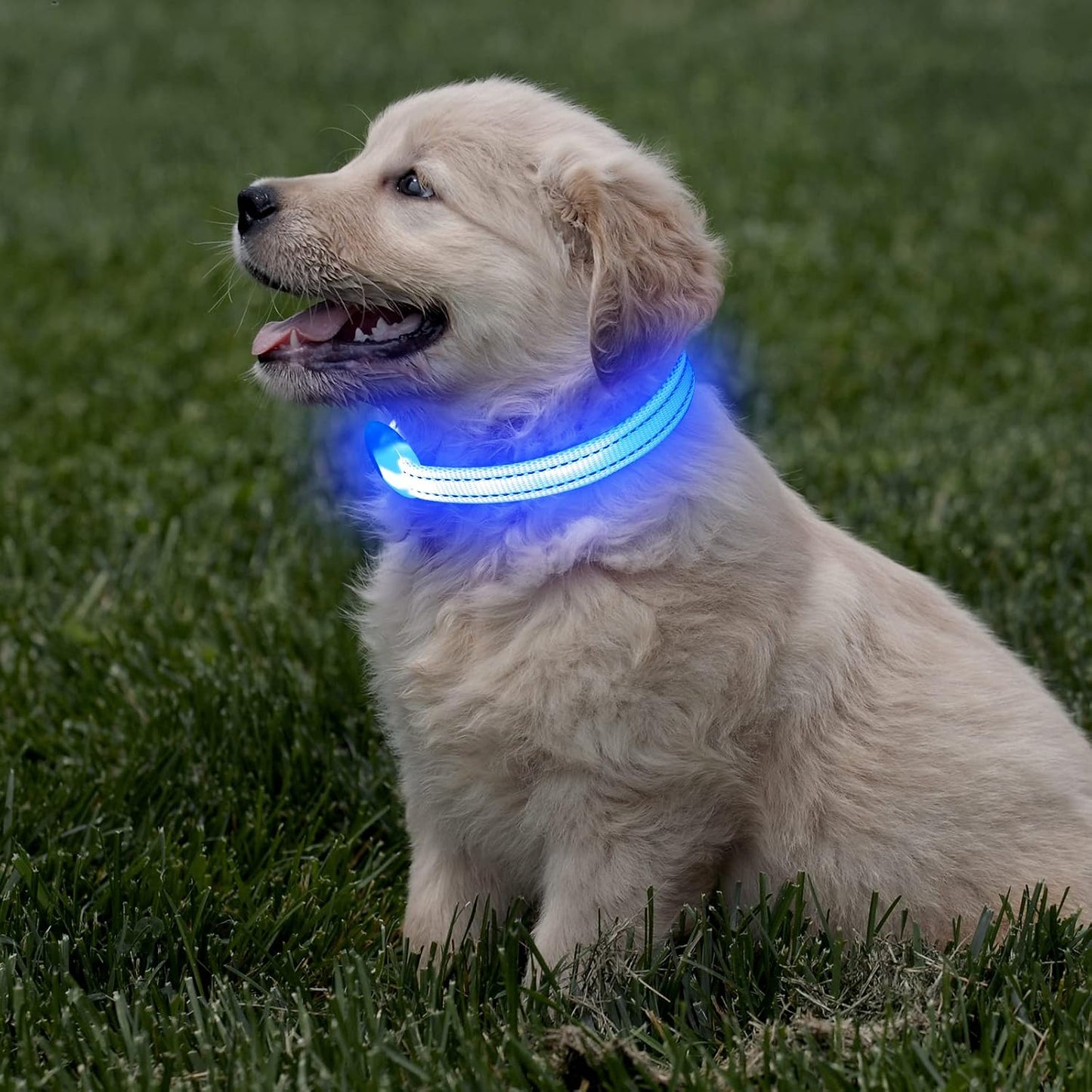 Ensure Your Pet's Safety with Our Rechargeable Reflective LED Dog Collar - Perfect for Small Dogs and Cats in Bright Royal Blue