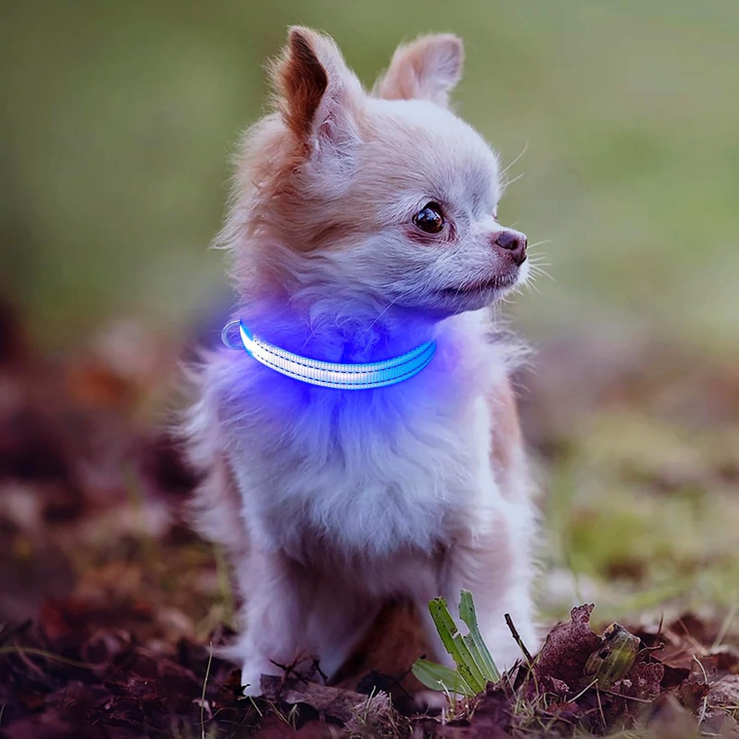 Ensure Your Pet's Safety with Our Rechargeable Reflective LED Dog Collar - Perfect for Small Dogs and Cats in Bright Royal Blue