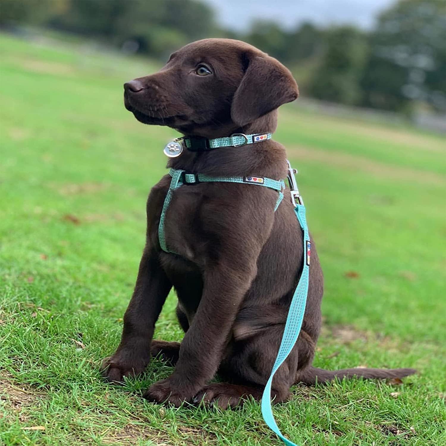 Elevate Your Dog's Walks with the Reflective Orchid 6 Ft Leash - Perfect for Small Dogs and Puppies